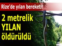 2 METRE UZUNLUĞUNDA YILAN ÖLÜ BULUNDU