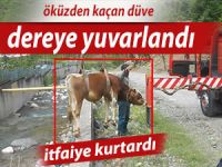 ÖKÜZDEN KAÇAN İNEK DEREYE DÜŞTÜ