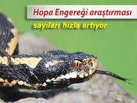 HOPA ENGEREĞİ İÇİN BÖLGEDE ÇALIŞMA BAŞLATILDI