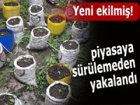 YENİ EKİLEN KENEVİRLER PİYASAYA SÜRÜLMEDEN YAKALANDI