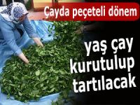 Yaş çay peçete ile kurutulup tartılacak!