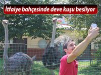 İtfaiye bahçesinde deve kuşu besliyor