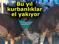 Kurbanlıklar bu yıl cep yakacak