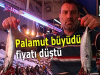 Palamut büyüdü, fiyatı düştü