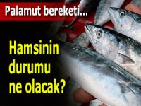 PALAMUT BEREKETİ YAŞANIYOR. HAMSİNİN DURUMU NE OLUR?