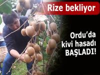 Rize sabrederken Ordu'da kivi hasadı başladı