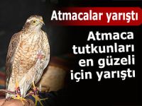 Atmaca tutkunları atmacalarını yarıştırdı