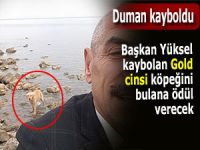 Başkan, kaybolan köpeğini getireni ödüllendirecek