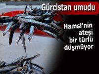 Hamsi’nin ateşi bir türlü düşmüyor