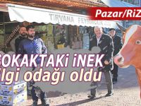 Pazar'da kaldırımdaki inek ilgi odağı oldu