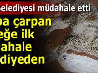 Pazar'da arabanın çarptığı köpek tedavi altına alındı