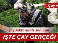 2016 yılında 1 milyon 299 bin ton yaş çay üretildi