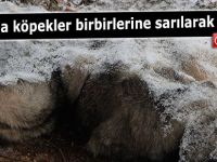 Karda köpekler birbirlerine sarılarak dondu!