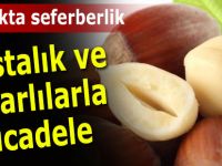 Fındıkta seferberlik