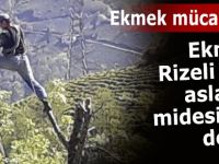 Ekmek onun için aslanın midesinde değil!