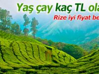 Rize fiyat bekliyor; yaş çay kaç TL olacak?