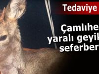 Çamlıhemşin'de yaralı geyik kurtarıldı