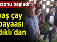 Rize'de yaş çay sezonu başladı; çaylar kantara çıktı