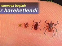 Havalar ısınmaya başladı, keneler hareketlendi