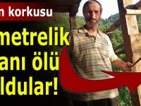 2 metrelik yılan korkuttu