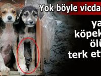 Yavru köpekleri ölüme terk ettiler