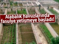 Alabalık havuzlarında fasulye yetişmeye başladı!