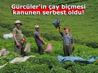 Gürcüler'in çay biçmesi kanunen serbest oldu!