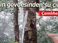 Ağacın gövdesinden su çıkıyor!