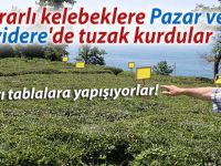 Zararlı kelebeklere Pazar ve İyidere'de tuzak kurdular