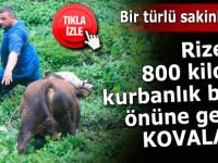 Rize'de 800 kiloluk boğa önüne geleni kovaladı