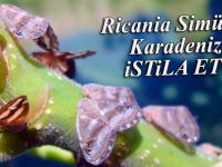 Ricania Simülans Karadeniz'i istila etti