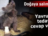 Yavru ayı tedavisinin ardından doğaya salındı