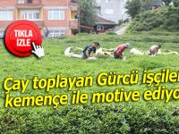 Çay toplayan Gürcü işçileri kemençe ile motive ediyor