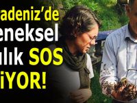 D. Karadeniz'de geleneksel arıcılık tükenmek üzere