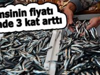 Hamsinin fiyatı 4 günde 3 kat arttı