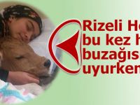 Rizeli Heidi bu kez hasta buzağısıyla uyudu!