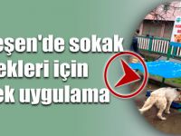 Ardeşen'de sokak köpekleri için örnek uygulama