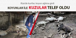 Rize'de ahıra giren kurtlar 57 koyunu telef etti