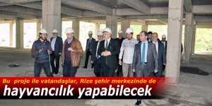 Bu proje ile Rize şehir merkezinde de hayvancılık yapılabilecek!