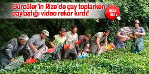 Gürcüler'in Rize'de çay toplarken paylaştığı video rekor kırdı!