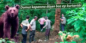 Domuz kapanına düşen boz ayı kurtarıldı