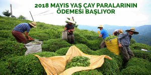 2018 Mayıs yaş çay paralarının ödemesi başlıyor