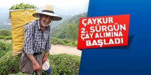 ÇAYKUR ikinci sürgün yaş çay alımlarına başladı