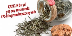 ÇAYKUR bu yıl yaş çay sezonunda 475 kilogram beyaz çay aldı