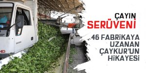 ÇAYKUR'un atölyeden 46 fabrikaya uzanan üretim yolculuğu