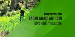 Kaçkarlar'da ladin ağaçları için biyolojik mücadele