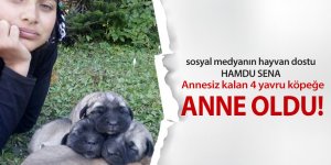 Annesiz kalan 4 minik köpeğe anne oldu