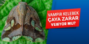 Vampir kelebek çaya zarar veriyor mu?