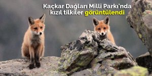 Kaçkar Dağları Milli Parkı'nda kızıl tilkiler görüntülendi