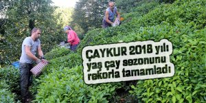 ÇAYKUR'un 2018 yılı yaş çay alımı rekorla tamamlandı